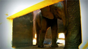 How to move a herd of wild elephants